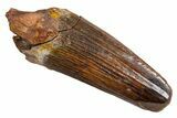 Fossil Spinosaurus Tooth - Real Dinosaur Tooth #326204-1
